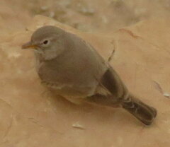 Ammomanes deserti