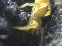 Clubiona spiralis