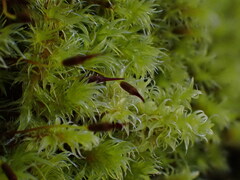 Racomitrium heterostichum