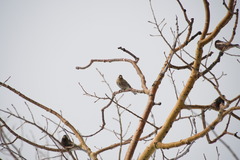 Leucosticte australis