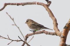 Leucosticte australis