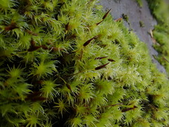 Racomitrium heterostichum