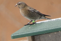 Leucosticte