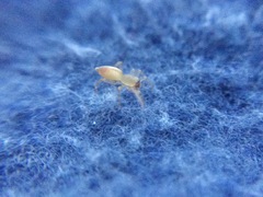 Clubiona spiralis