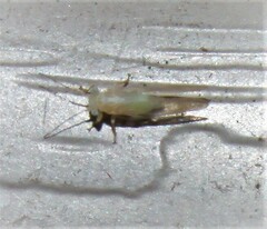 Cacopsylla annulata