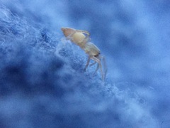 Clubiona spiralis