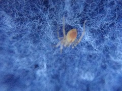 Clubiona spiralis