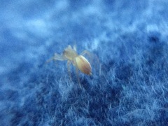 Clubiona spiralis