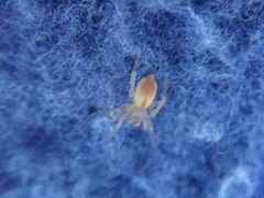 Clubiona spiralis