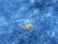 Clubiona spiralis