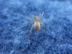 Clubiona spiralis
