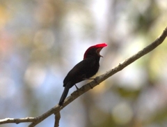 Antilophia galeata