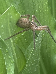 Heteropoda jugulans