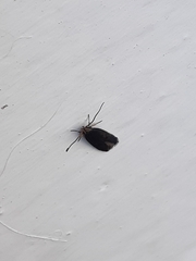 Lecithocera terrigena