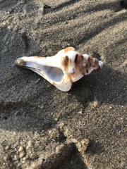 Muricoidea