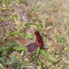Lerodea eufala eufala