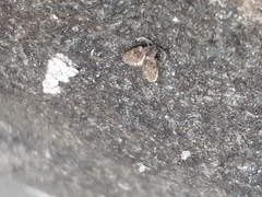 Clogmia albipunctata