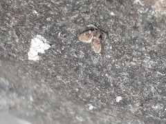 Clogmia albipunctata