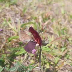 Lerodea eufala eufala