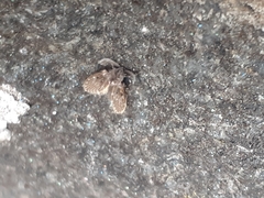 Clogmia albipunctata