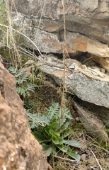 Anarrhinum bellidifolium