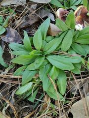 Plantago virginica