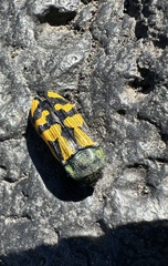 Conognatha