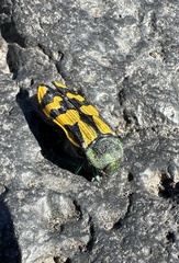 Conognatha