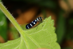 Amblyscartidia incredibilis