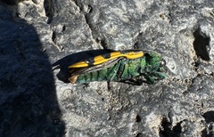 Conognatha