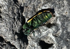 Conognatha