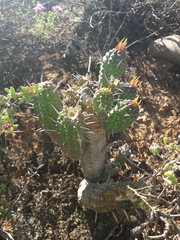 Euphorbia mammillaris