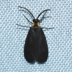 Acoloithus falsarius