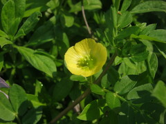 Kallstroemia