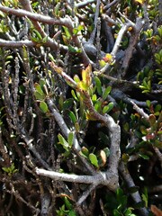 Pittosporum anomalum