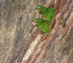 Psittacara chloropterus