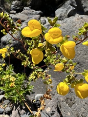 Calceolaria