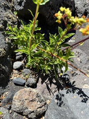 Calceolaria