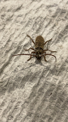 Elaphidion mucronatum