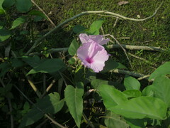 Ipomoea carnea