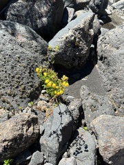 Calceolaria