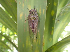 Amphipsalta