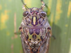 Amphipsalta