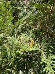 Austrocedrus chilensis