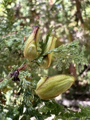 Austrocedrus chilensis