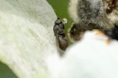 Milichiidae