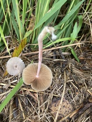 Bolbitius coprophilus