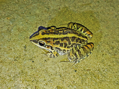 Leptodactylus fuscus