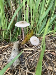 Bolbitius coprophilus