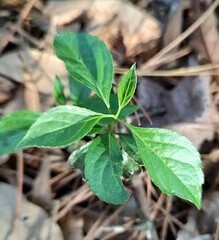 Callicarpa americana